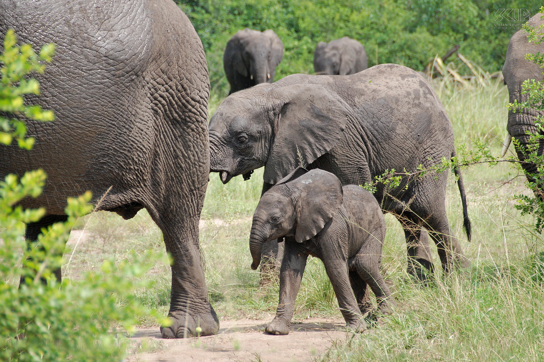 Queen Elizabeth - Elephants We are very lucky when a big family of elephants crosses the road just in front of our minibus. Stefan Cruysberghs